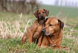 RODESIAN RIDGEBACK 084